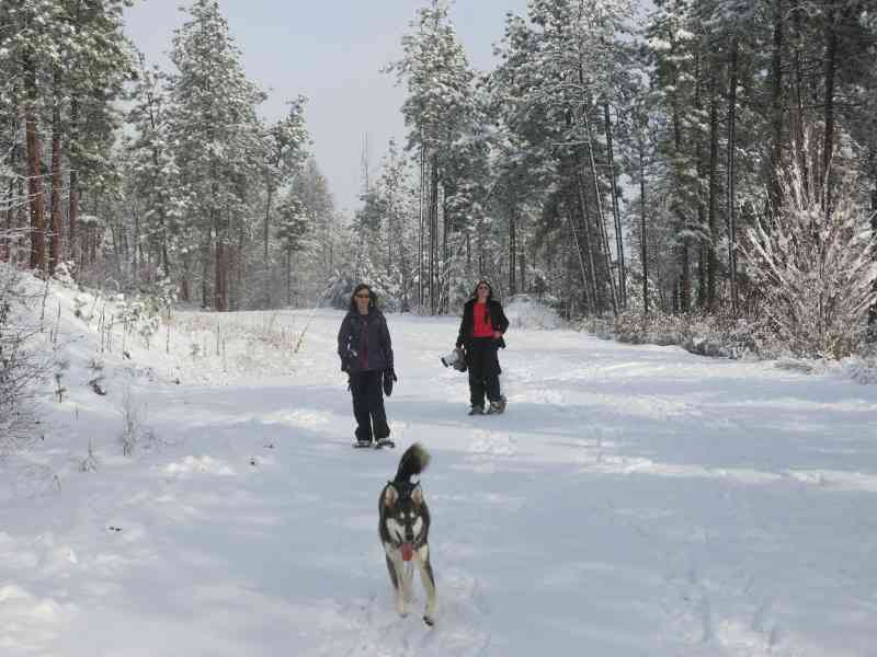 Snowshoeing